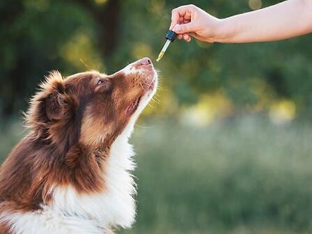 La cannabis per gli animali oncologici: il racconto di una veterinaria esperta