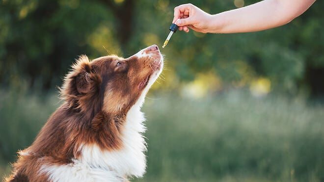 La cannabis per gli animali oncologici: il racconto di una veterinaria esperta