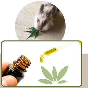 Cannabis in veterinaria e sistema endocannabinoide