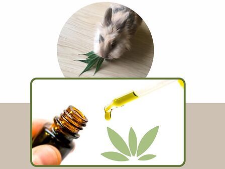 Cannabis in veterinaria e sistema endocannabinoide