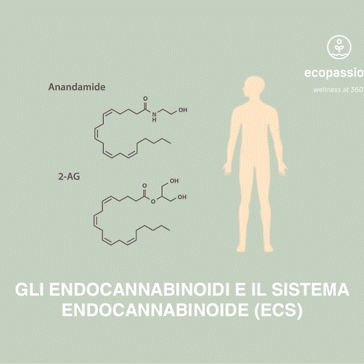 Gli endocannabinoidi e il Sistema Endocannabinoide (ECS)