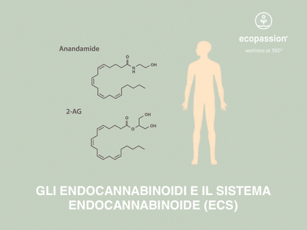 Gli endocannabinoidi e il Sistema Endocannabinoide (ECS)