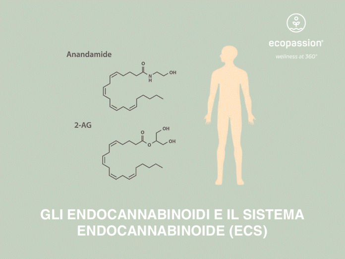 Gli endocannabinoidi e il Sistema Endocannabinoide (ECS)