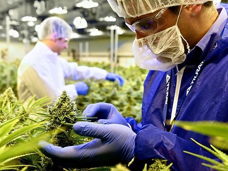 Come si produce un estratto industriale di cannabis?