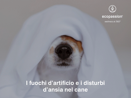 I fuochi d&amp;#039;artificio e i disturbi d&amp;#039;ansia nel cane