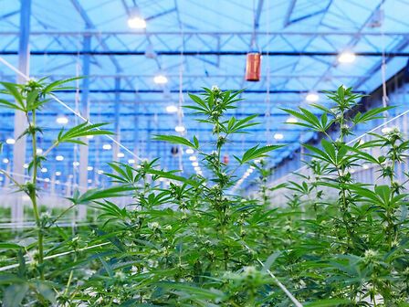 Il Portogallo potrebbe diventare l&amp;#039;hub europeo della cannabis medica