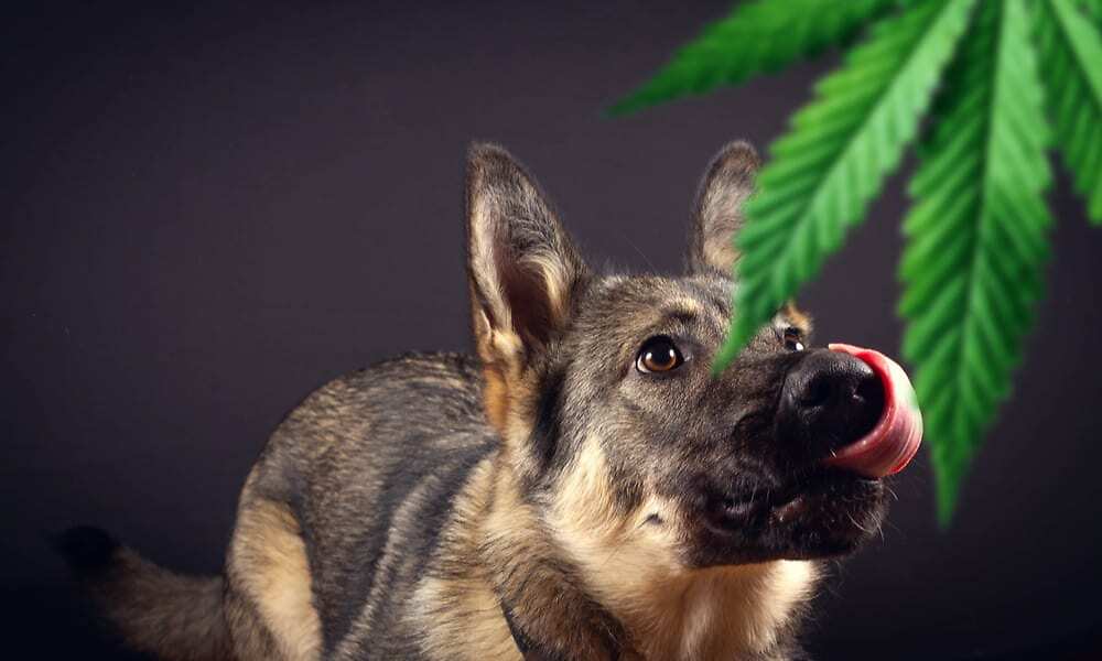 Cannabis e animali: la guida per scegliere la terapia giusta e  personalizzarla per il paziente